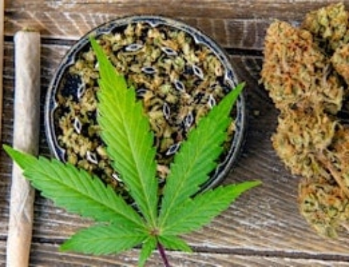 CANNABIS 101: TRENDS AND PERSPECTIVES